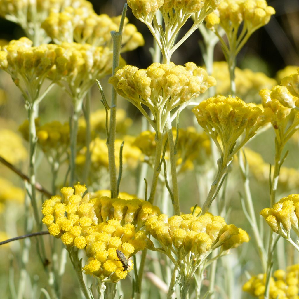 Strohblume Pflanzen - Helichrysum italicum