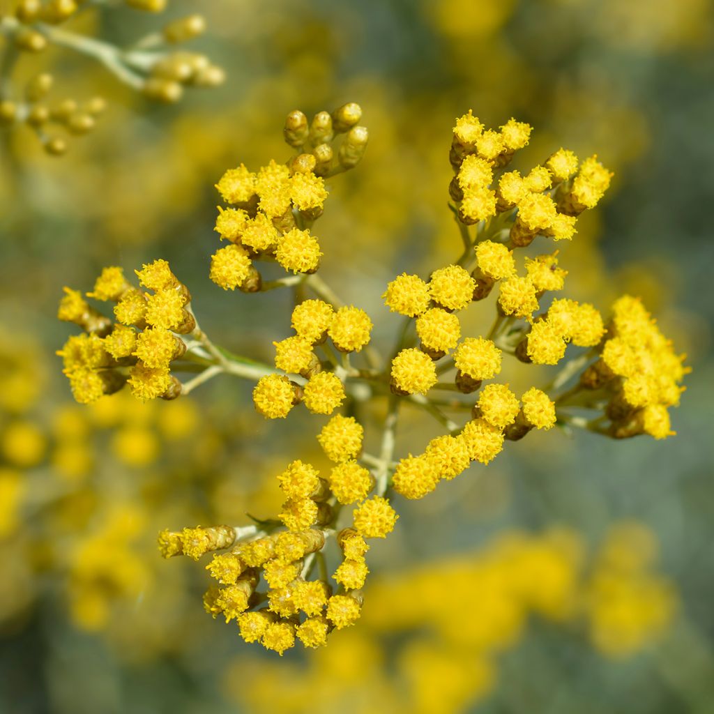 Strohblume Pflanzen - Helichrysum italicum