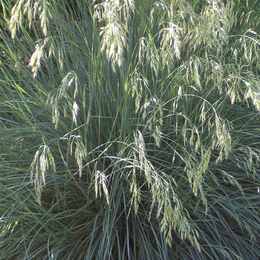 Wiesenhafer - Helictotrichon sempervirens