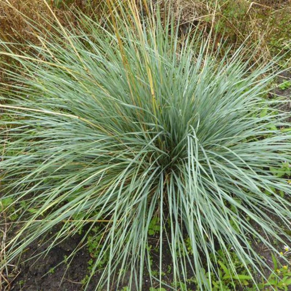 Avoine bleue - Helictotrichon sempervirens Pendula