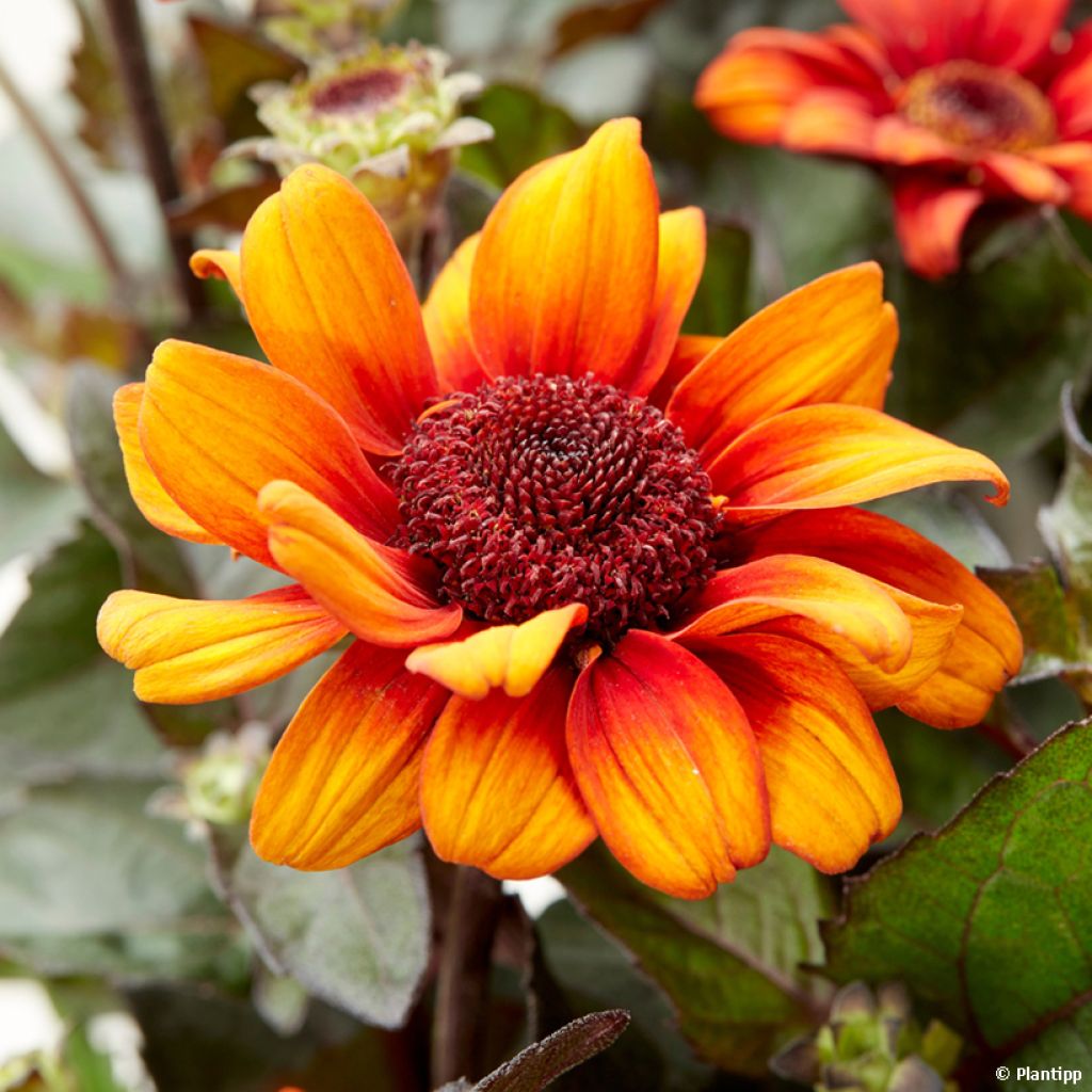 Heliopsis helianthoides Luna Roja - Sonnenauge