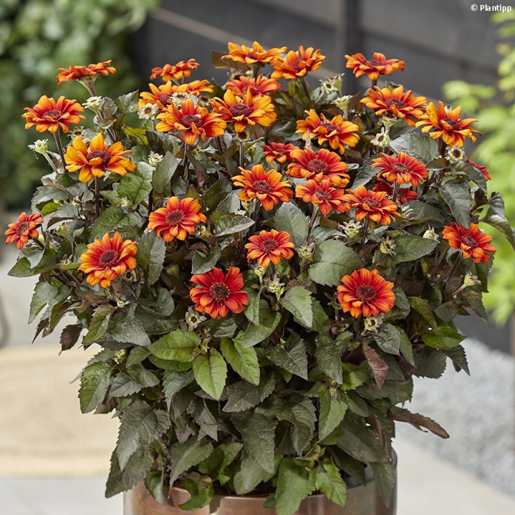 Heliopsis Luna Roja - Héliopsis faux hélianthe