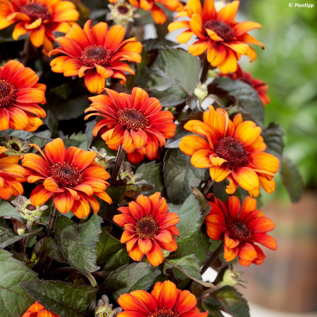 Heliopsis Luna Roja - Héliopsis faux hélianthe