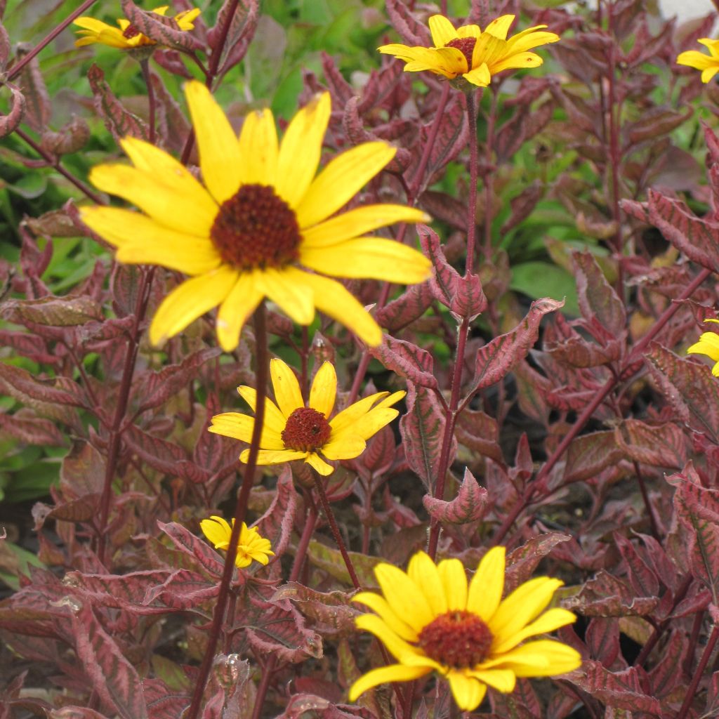 Heliopsis Summer Pink - Héliopsis faux hélianthe