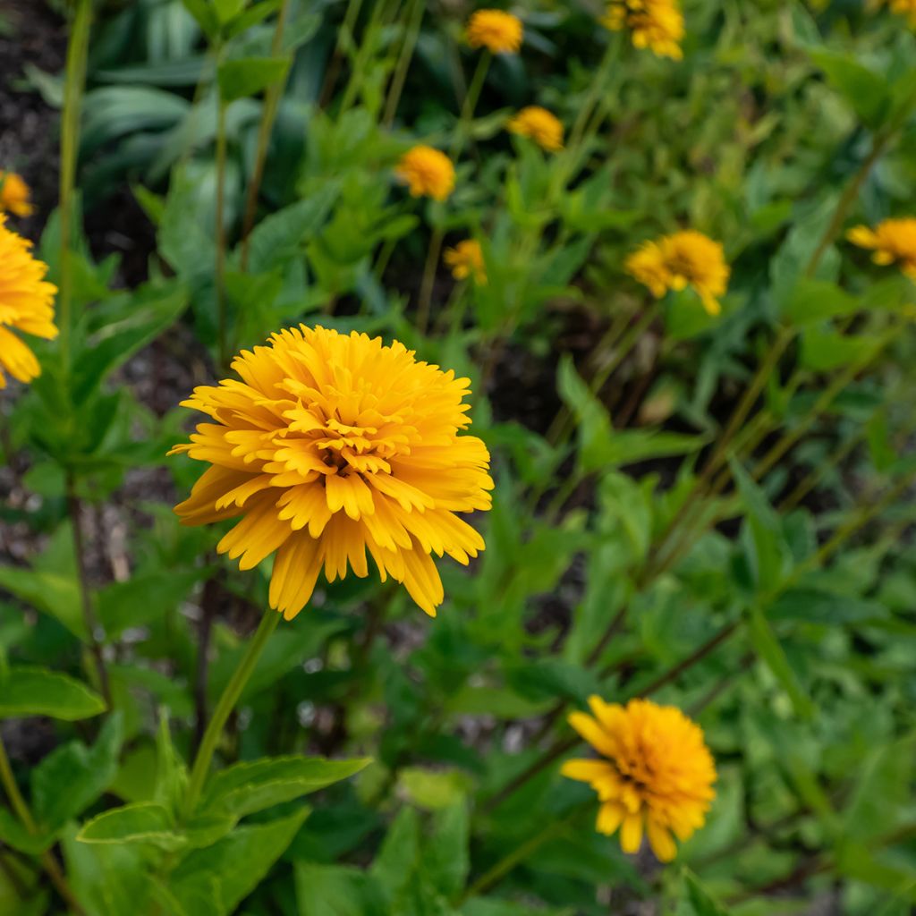 Heliopsis helianthoides Asahi - Sonnenauge