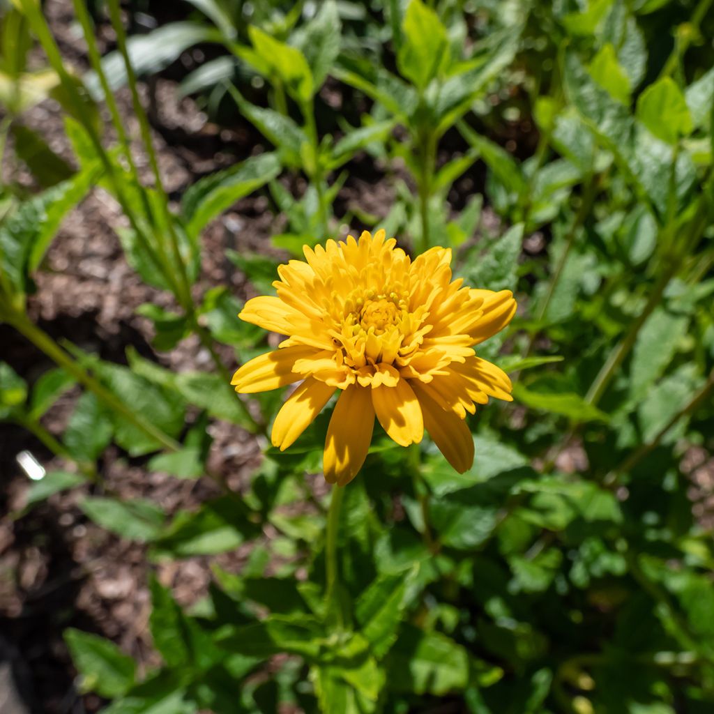 Heliopsis helianthoides Asahi - Sonnenauge