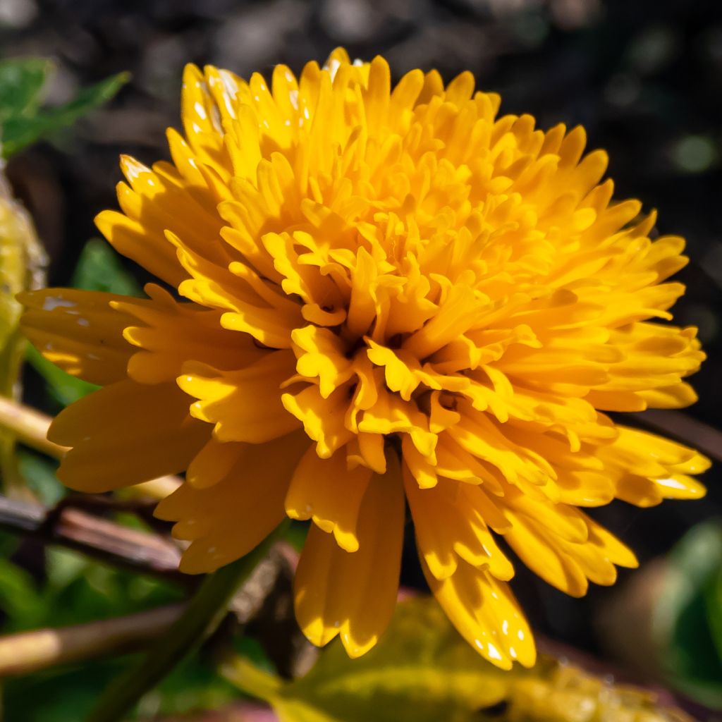 Heliopsis helianthoides Asahi - Sonnenauge