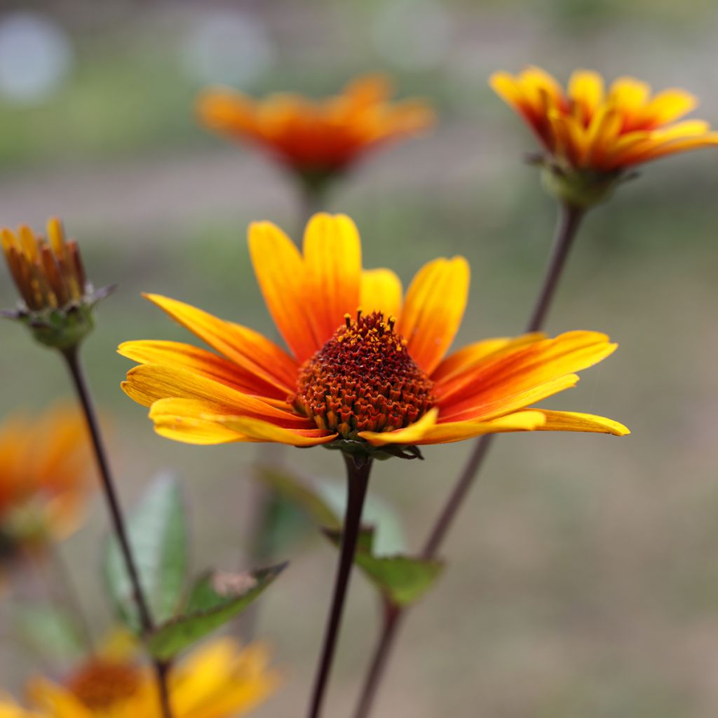 Heliopsis helianthoides var. scabra Burning Hearts - Sonnenauge