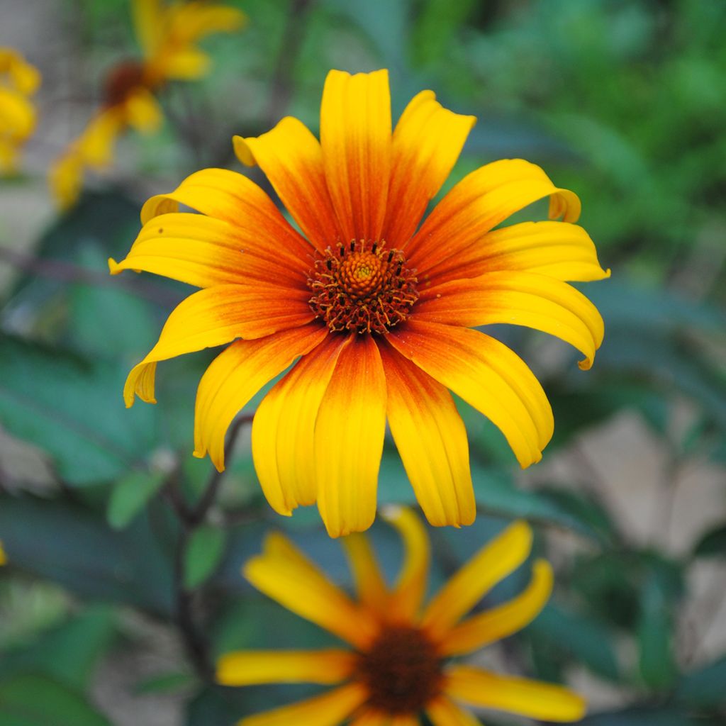 Heliopsis helianthoides var. scabra Burning Hearts - Sonnenauge