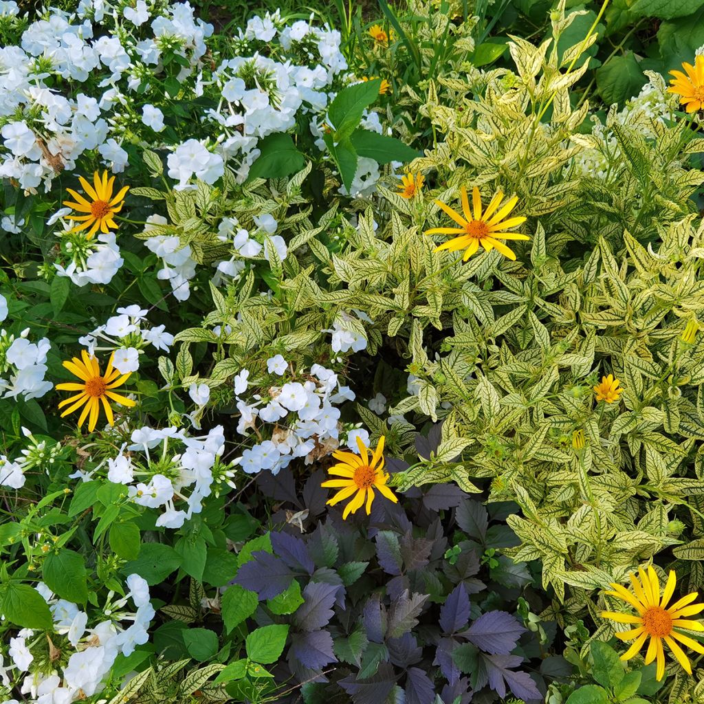 Heliopsis helianthoïdes Loraine Sunshine - Sonnenauge