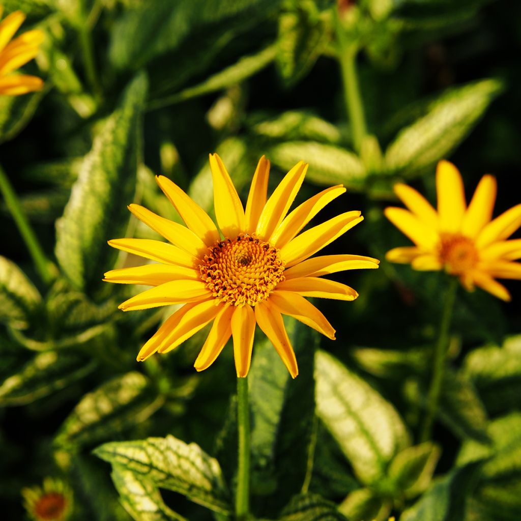 Heliopsis helianthoïdes Loraine Sunshine - Sonnenauge