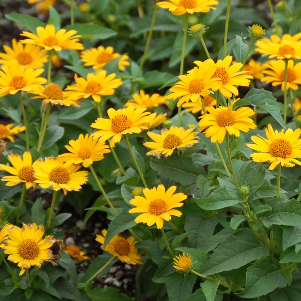 Heliopsis helianthoides Tuscan Sun - Sonnenauge