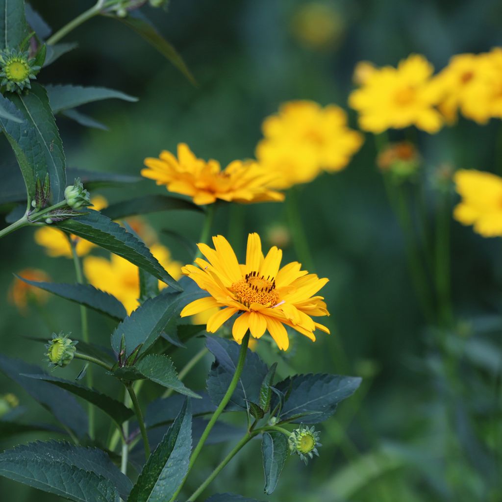 Heliopsis helianthoides Tuscan Sun - Sonnenauge