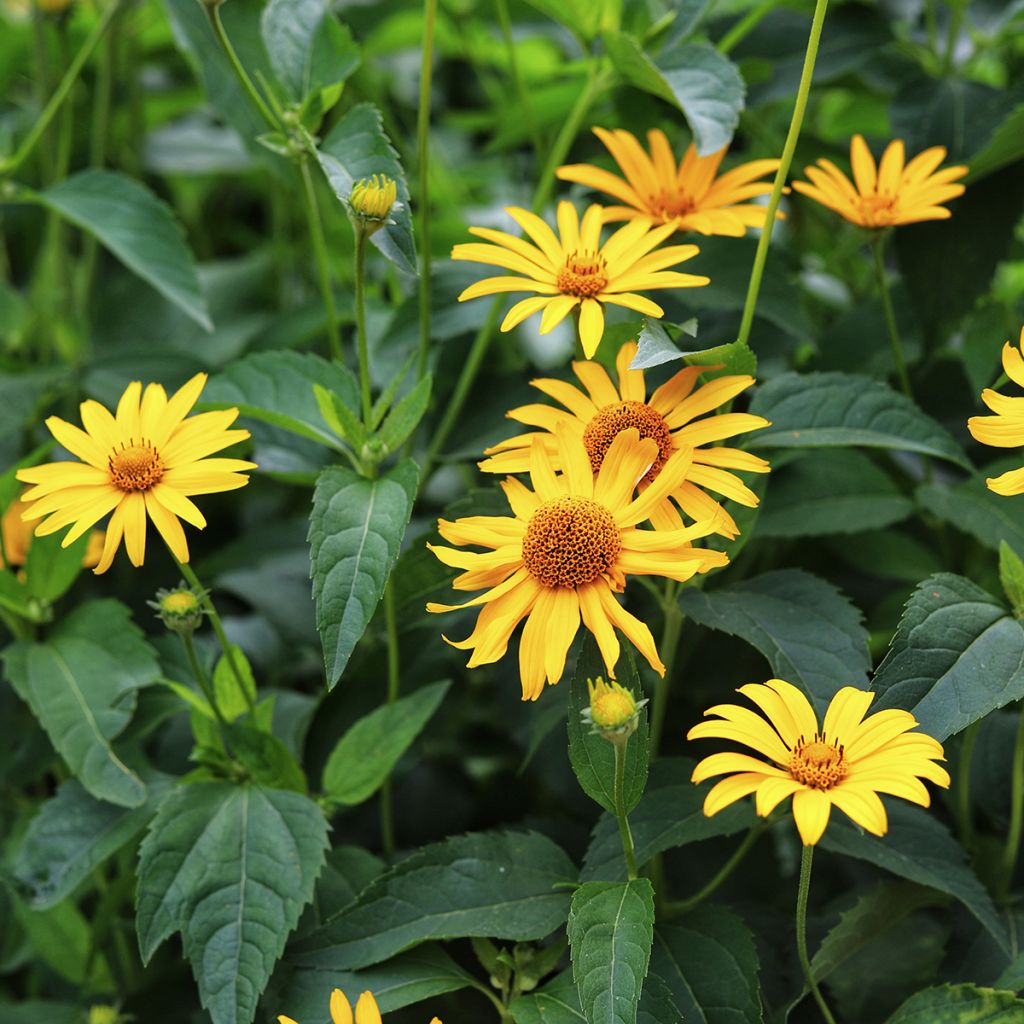 Heliopsis helianthoides Tuscan Sun - Sonnenauge