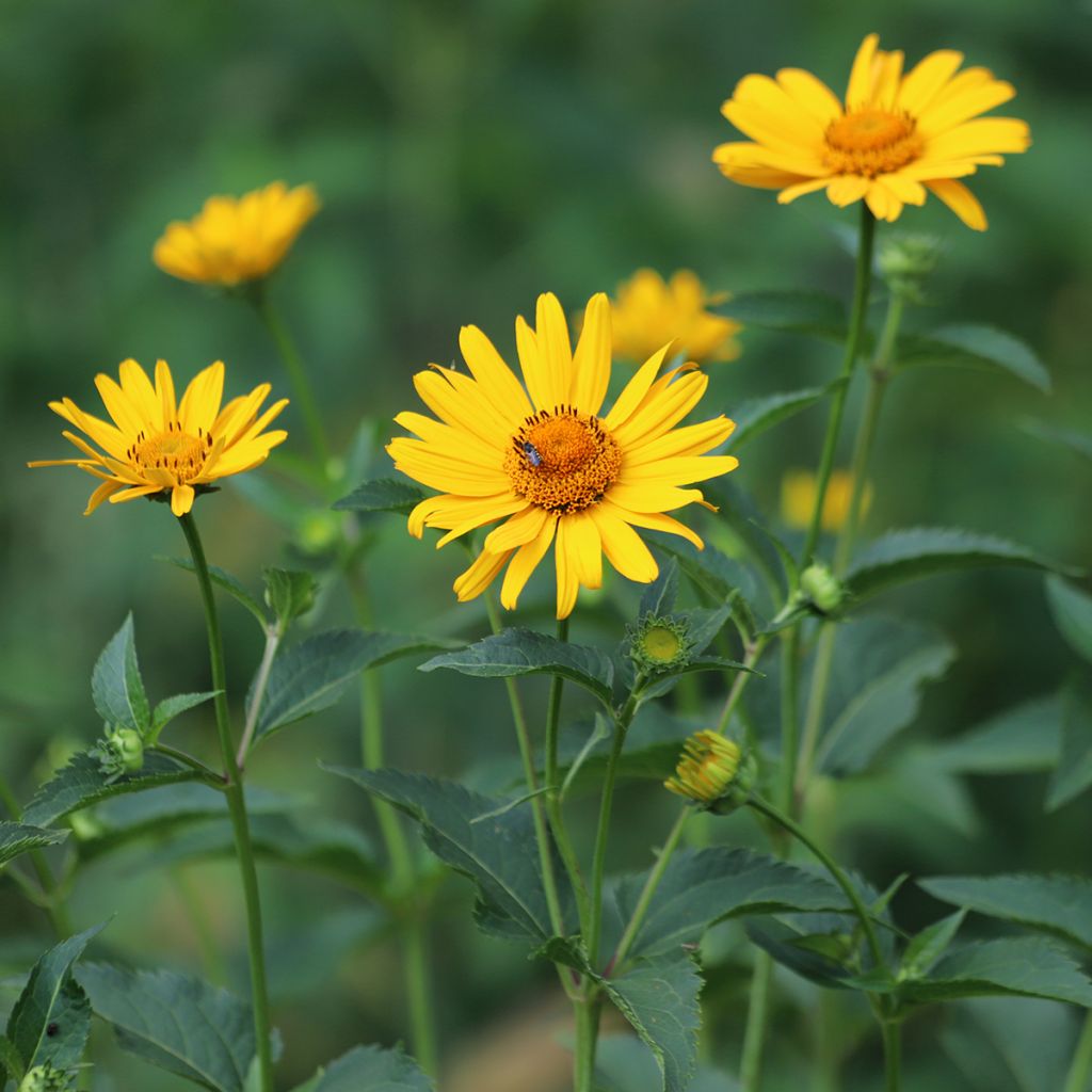 Heliopsis helianthoides Tuscan Sun - Sonnenauge