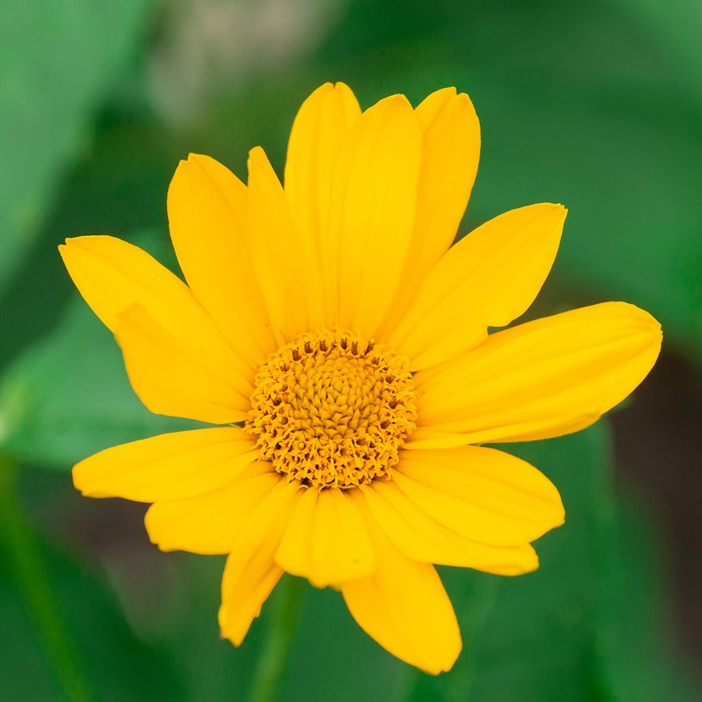 Heliopsis helianthoides Tuscan Sun - Sonnenauge