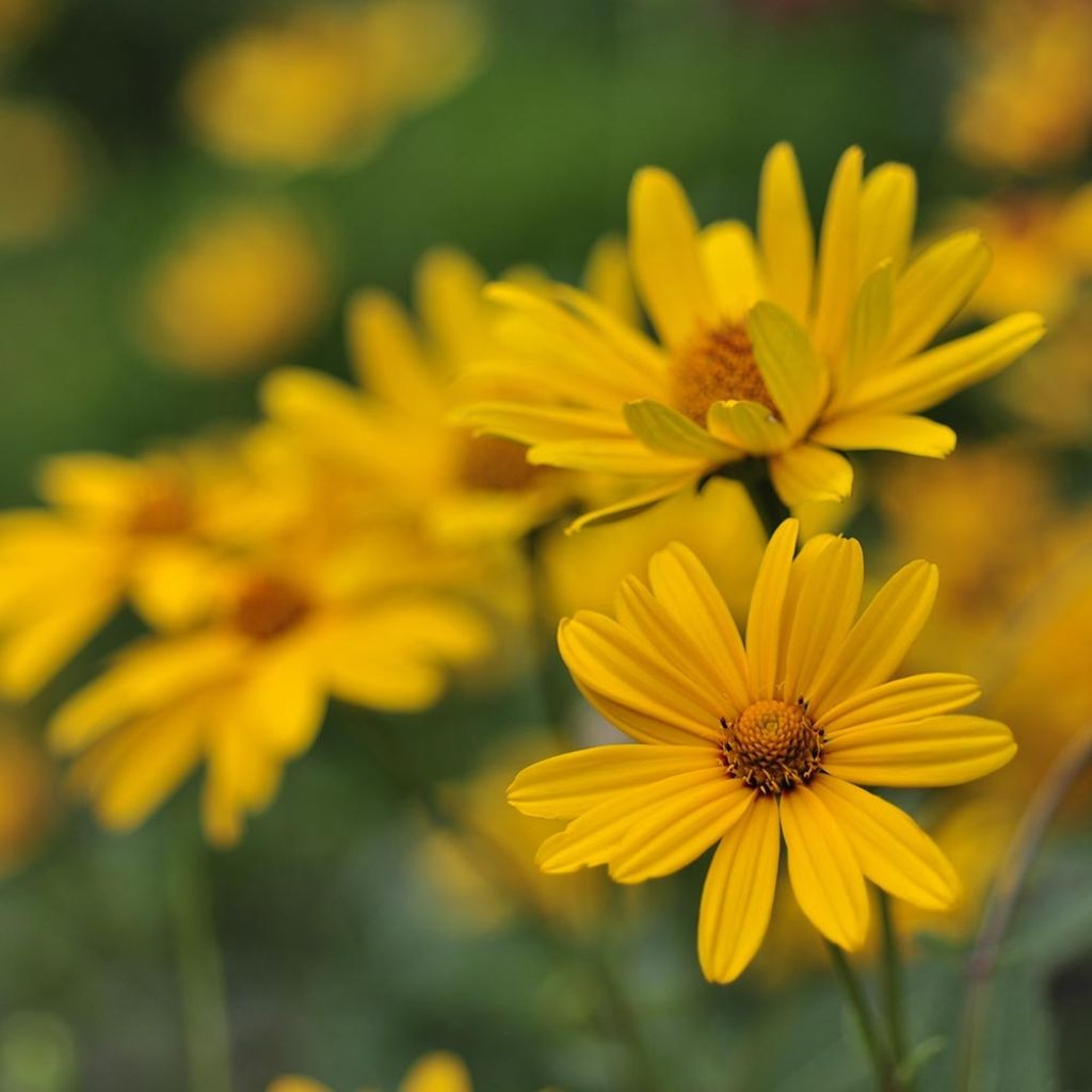 Heliopsis helianthoïdes var. scabra - Sonnenauge