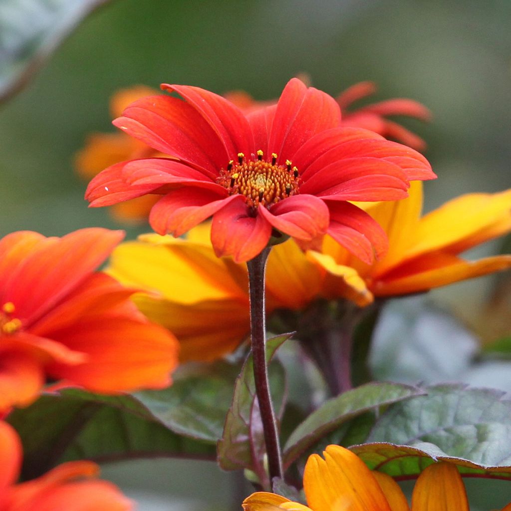 Heliopsis helianthoïdes var. scabra Fire Twister - Sonnenauge