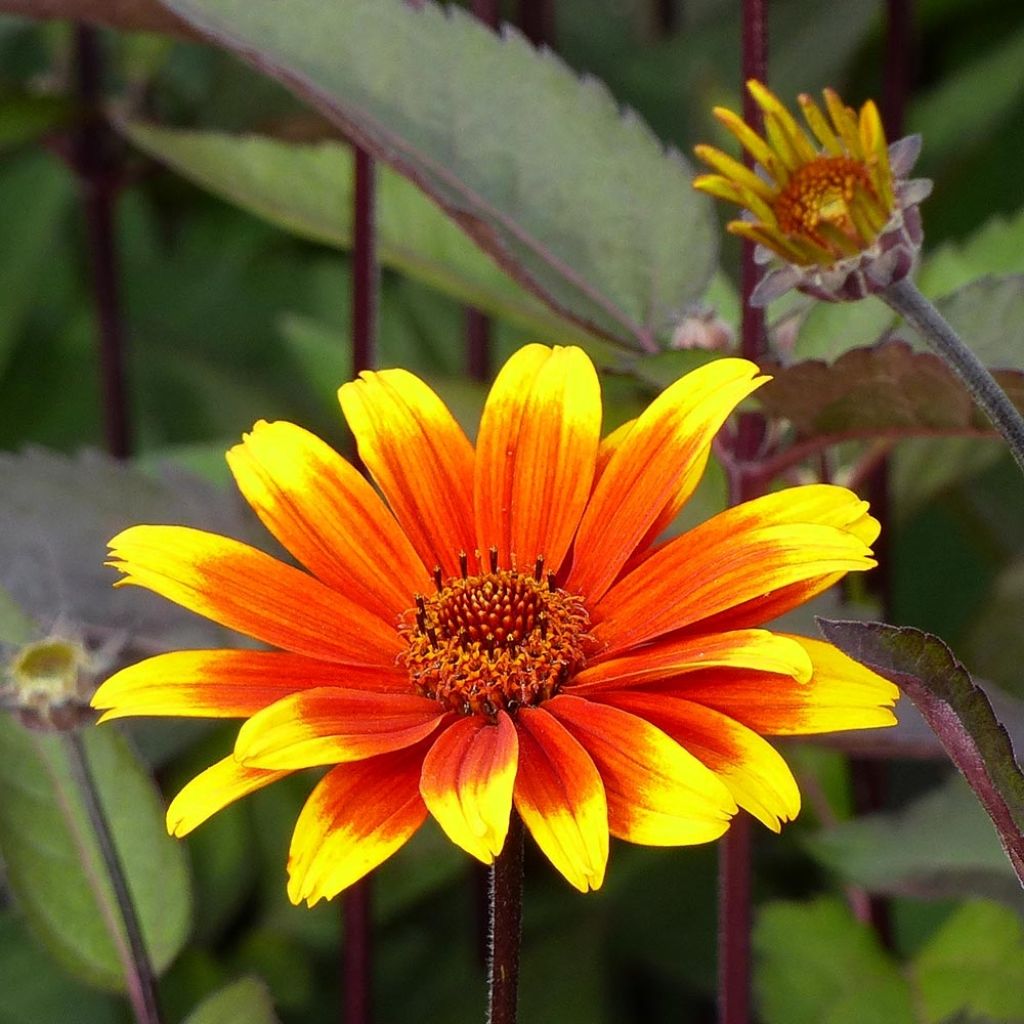 Heliopsis helianthoides var. scabra Burning Hearts - Sonnenauge