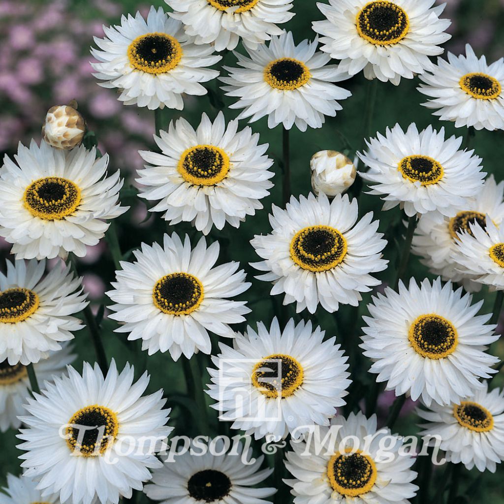 Rhodanthe chlorocephala subsp. rosea Pierrot (Samen) - Sonnenflügel