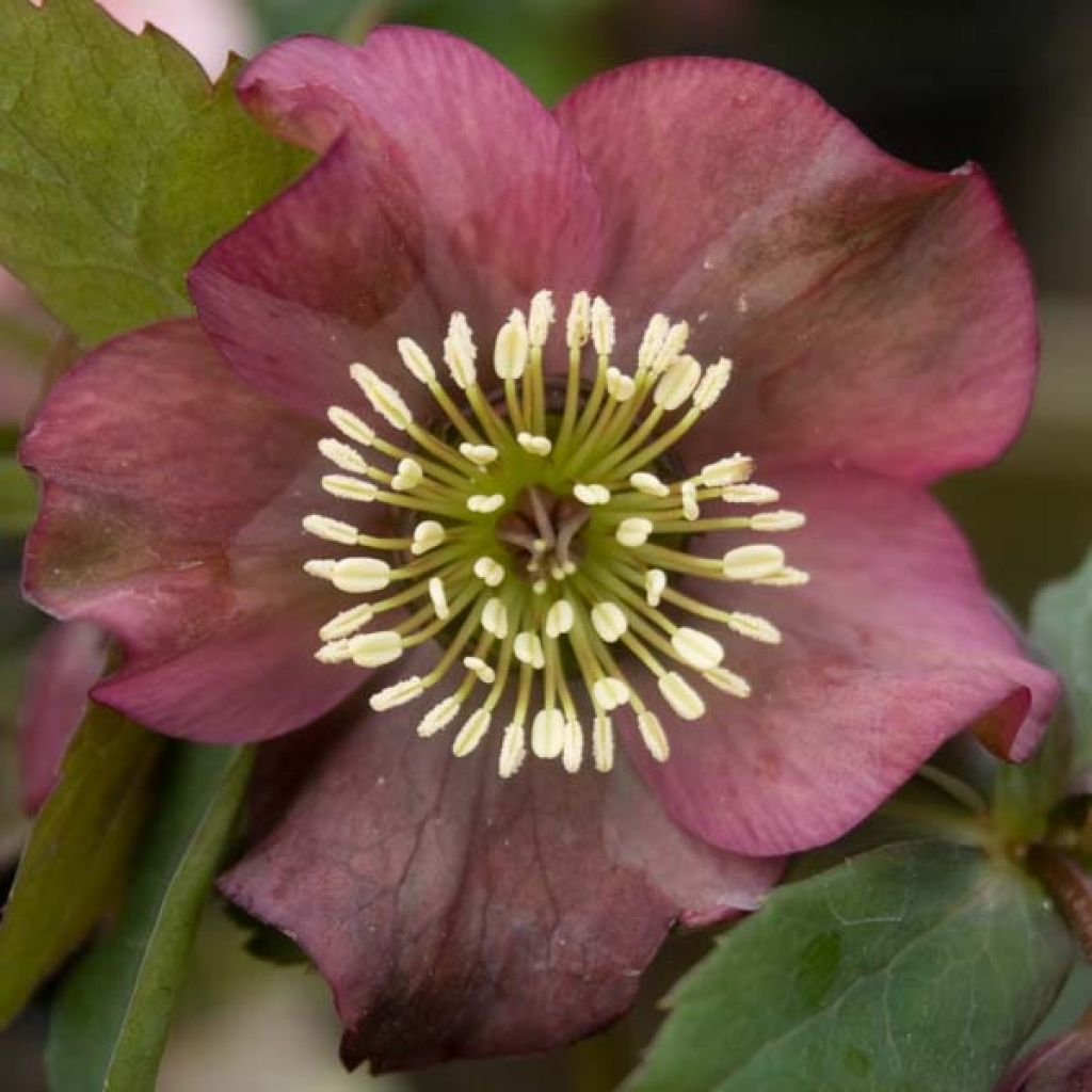 Helleborus orientalis subsp. abchasicus