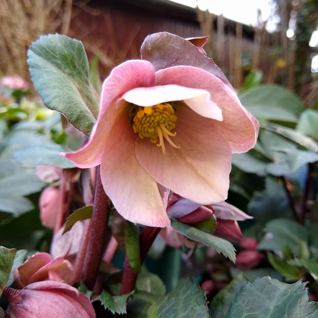 Helleborus orientalis ericsmithii