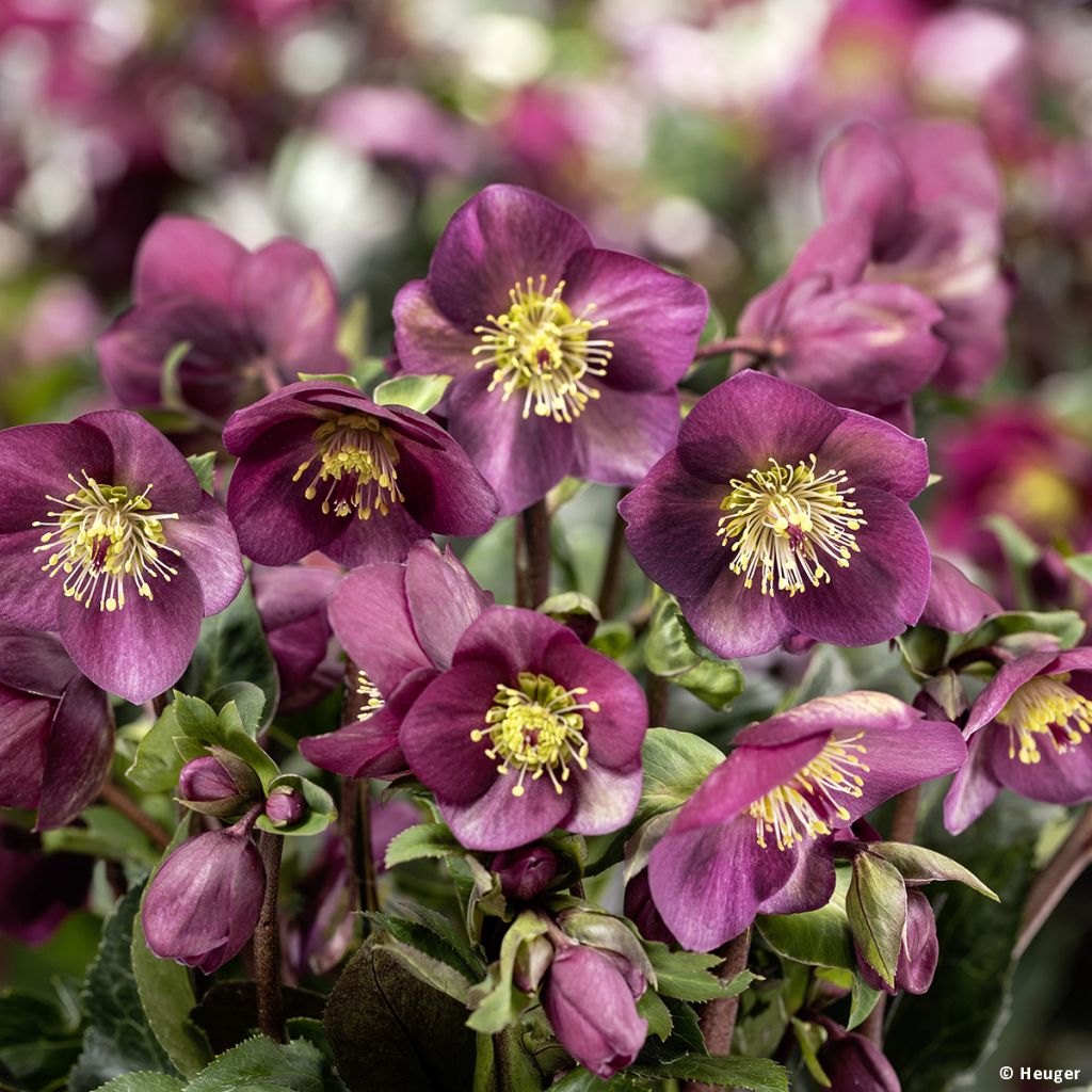 Helleborus nigercors HGCIce Breaker RUBY