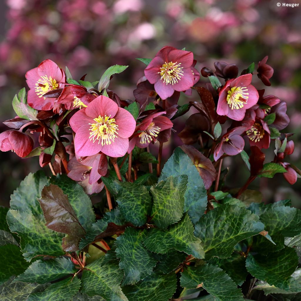 Helleborus orientalis HGC Ice N' Roses Marbled Megan Marble