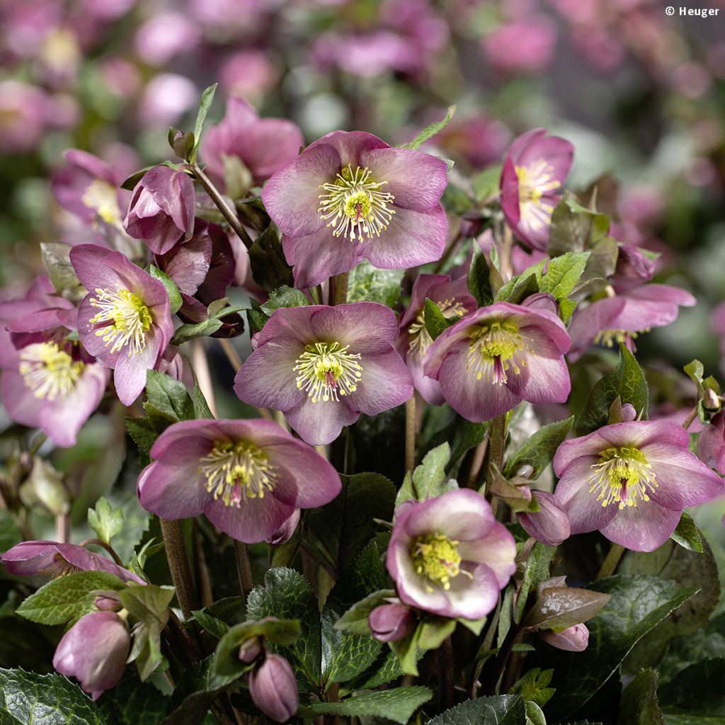 Helleborus orientalis HGC Ice N' Roses Marbled Mindy Marble