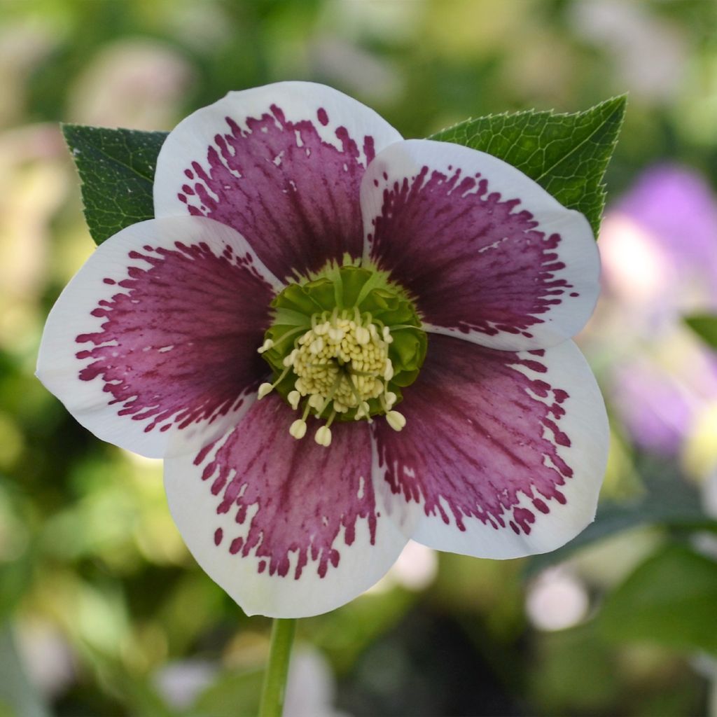 Helleborus orientalis ViV Antonella