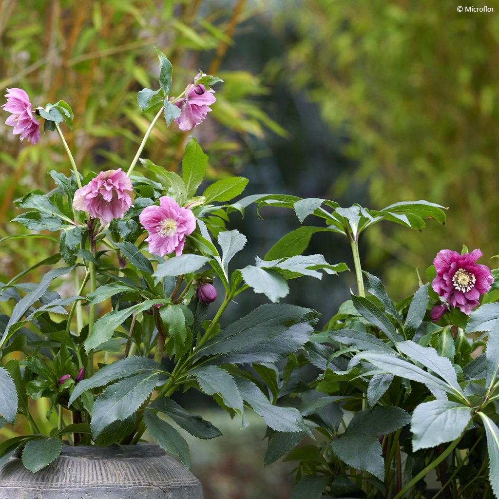 Helleborus orientalis ViV Elena