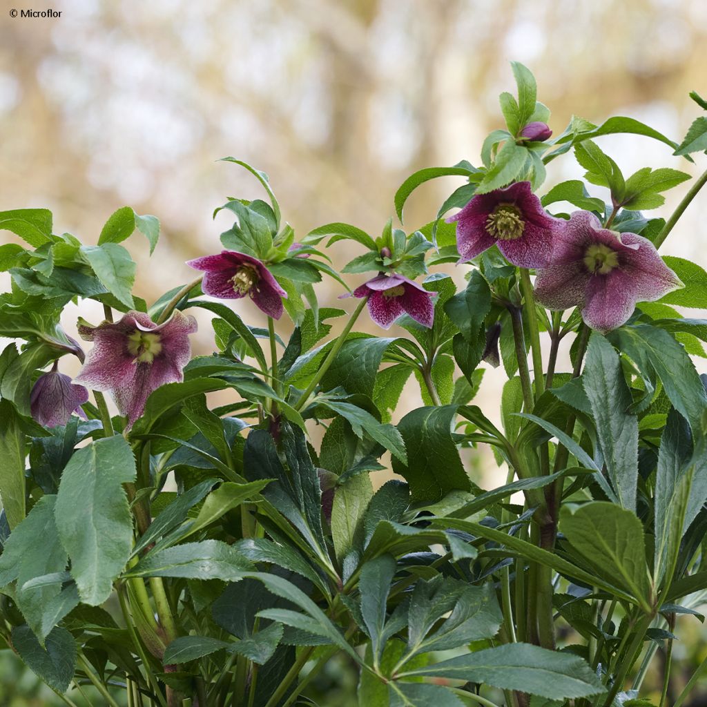 Helleborus orientalis ViV Eloisa