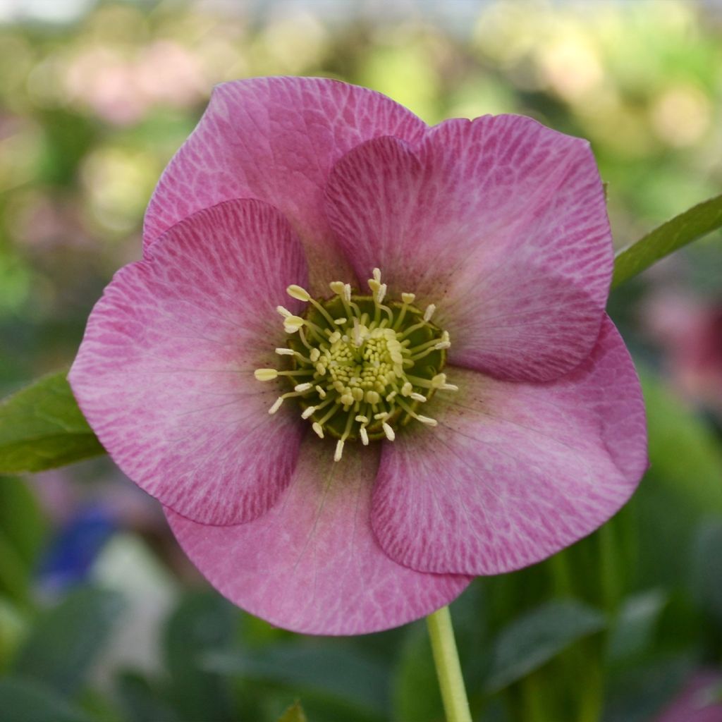 Helleborus orientalis ViV Fiorentina