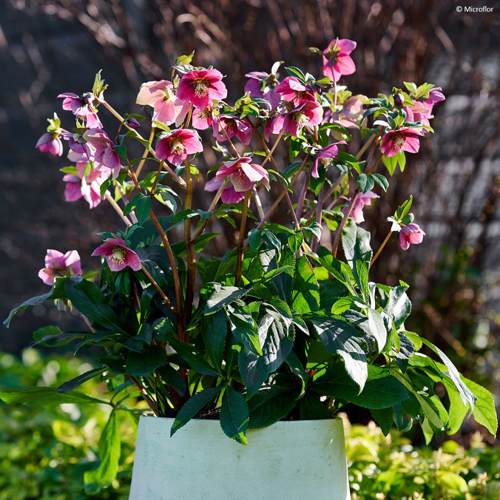 Hellébore ViV® Fiorentina - Helleborus orientalis