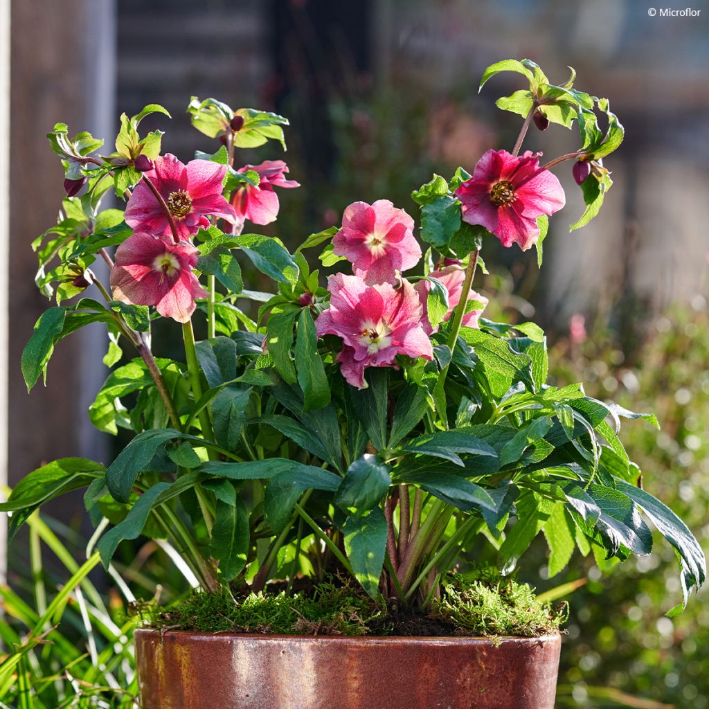 Hellébore ViV® Patrizia - Helleborus orientalis