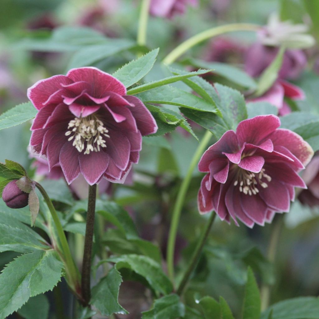 Hellebore d'orient Double Aubergine liseré Blanc