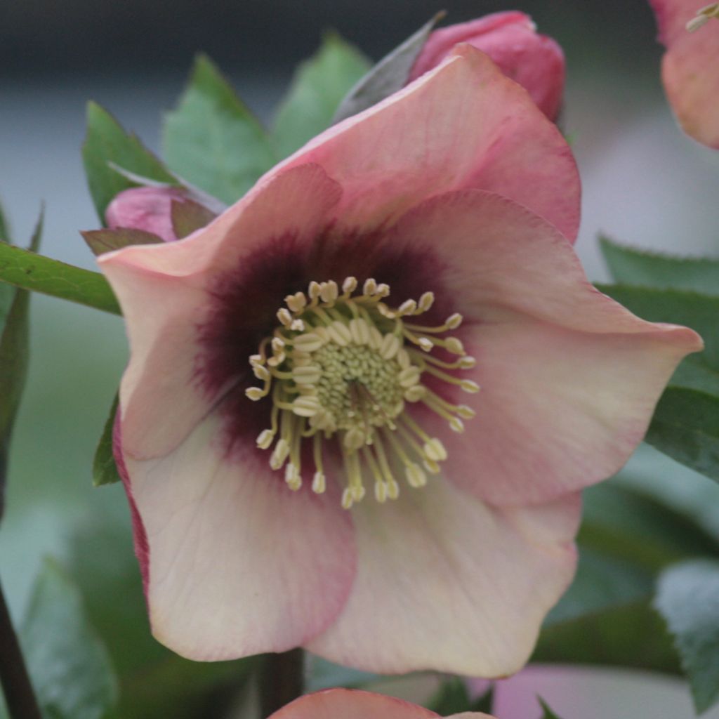 Hellebore d'orient Pêche et Centre Rouge - Peach with Red Center