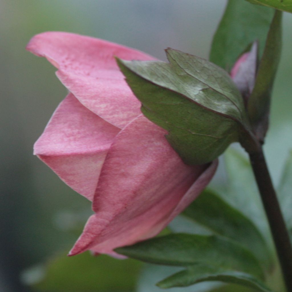 Hellebore d'orient Pêche et Centre Rouge - Peach with Red Center