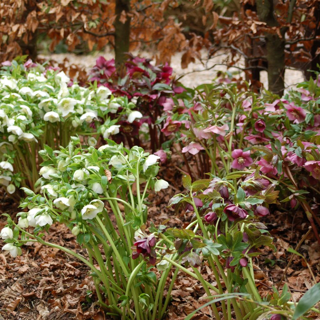 Helleborus hybridus Ballard s Group