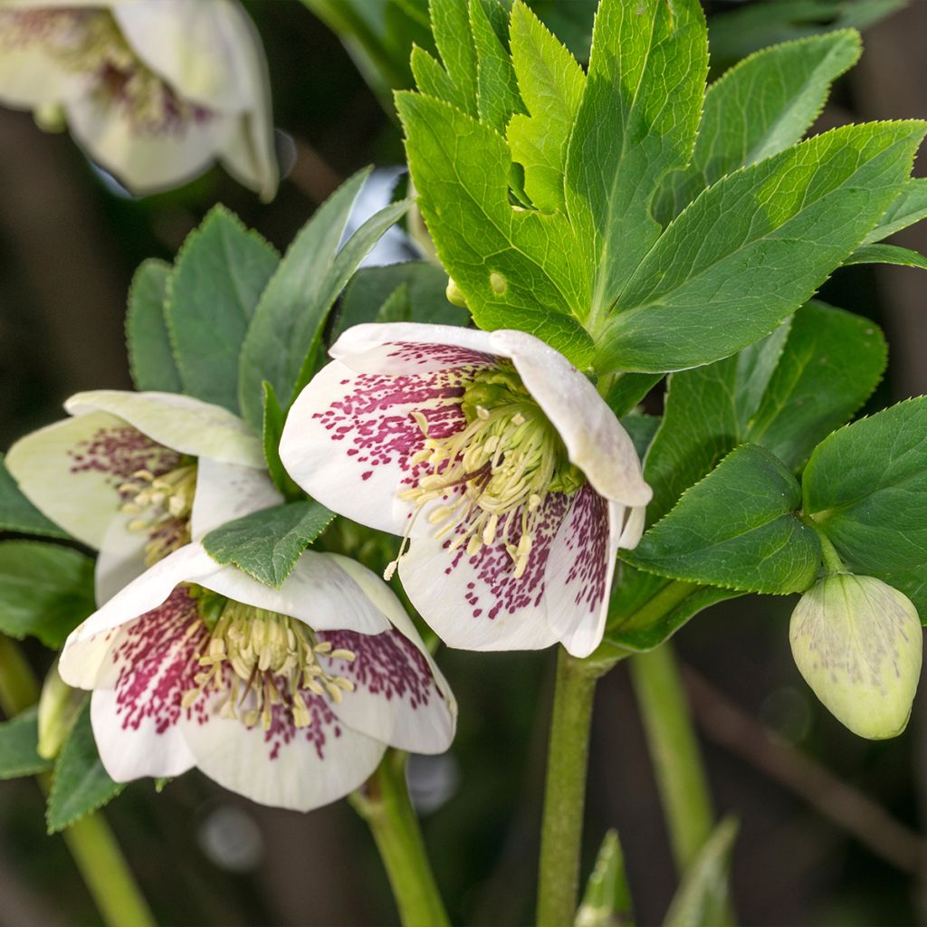 Helleborus hybridus Cosmos