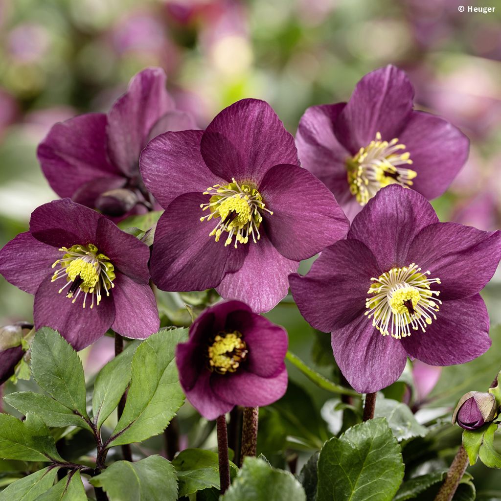 Helleborus lemperii HGC Winter Ballet Karli