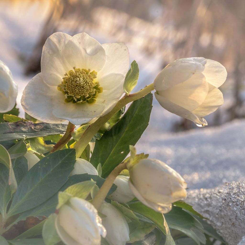 Helleborus niger - Schwarze Nieswurz