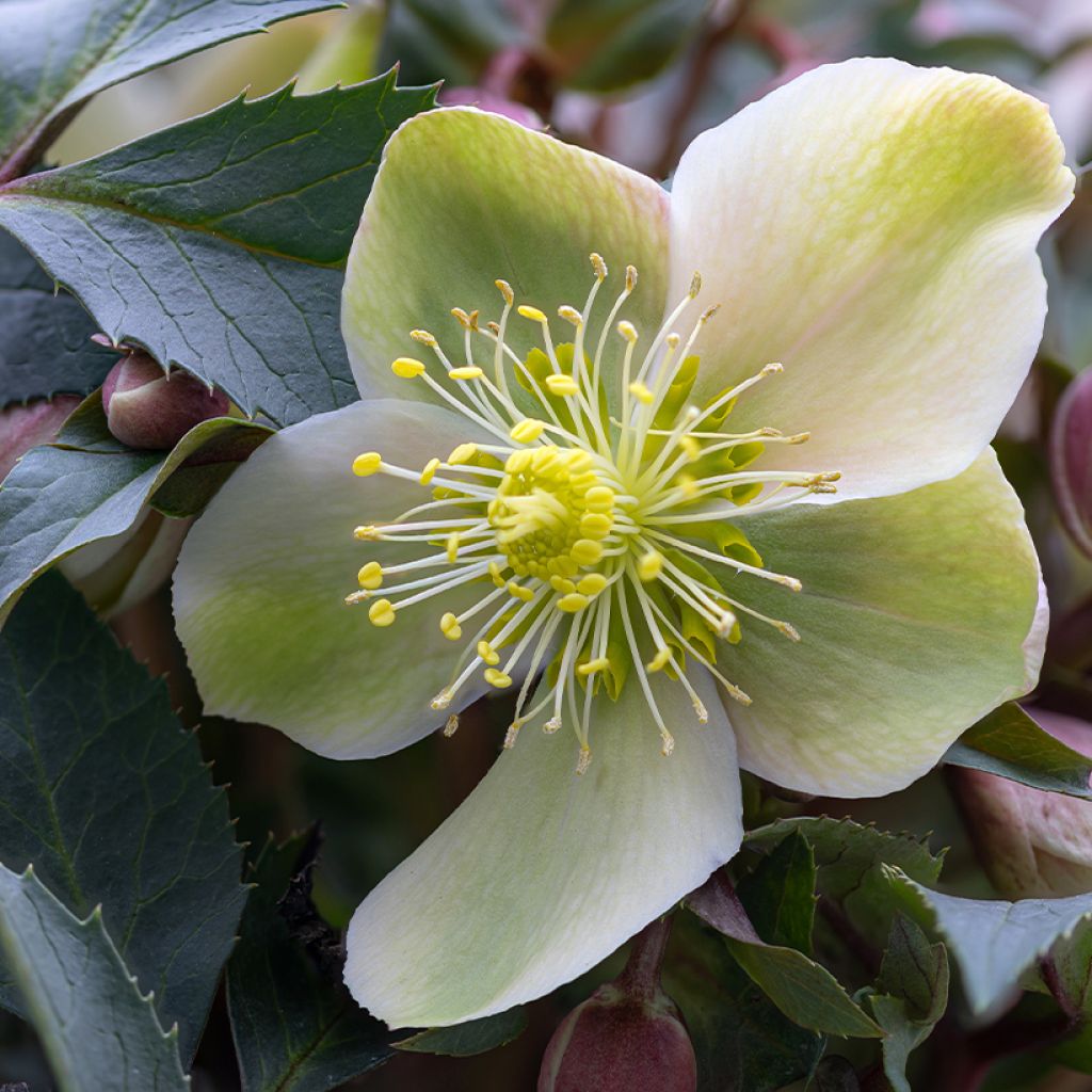 Helleborus niger - Schwarze Nieswurz