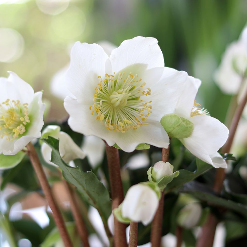 Helleborus niger - Schwarze Nieswurz