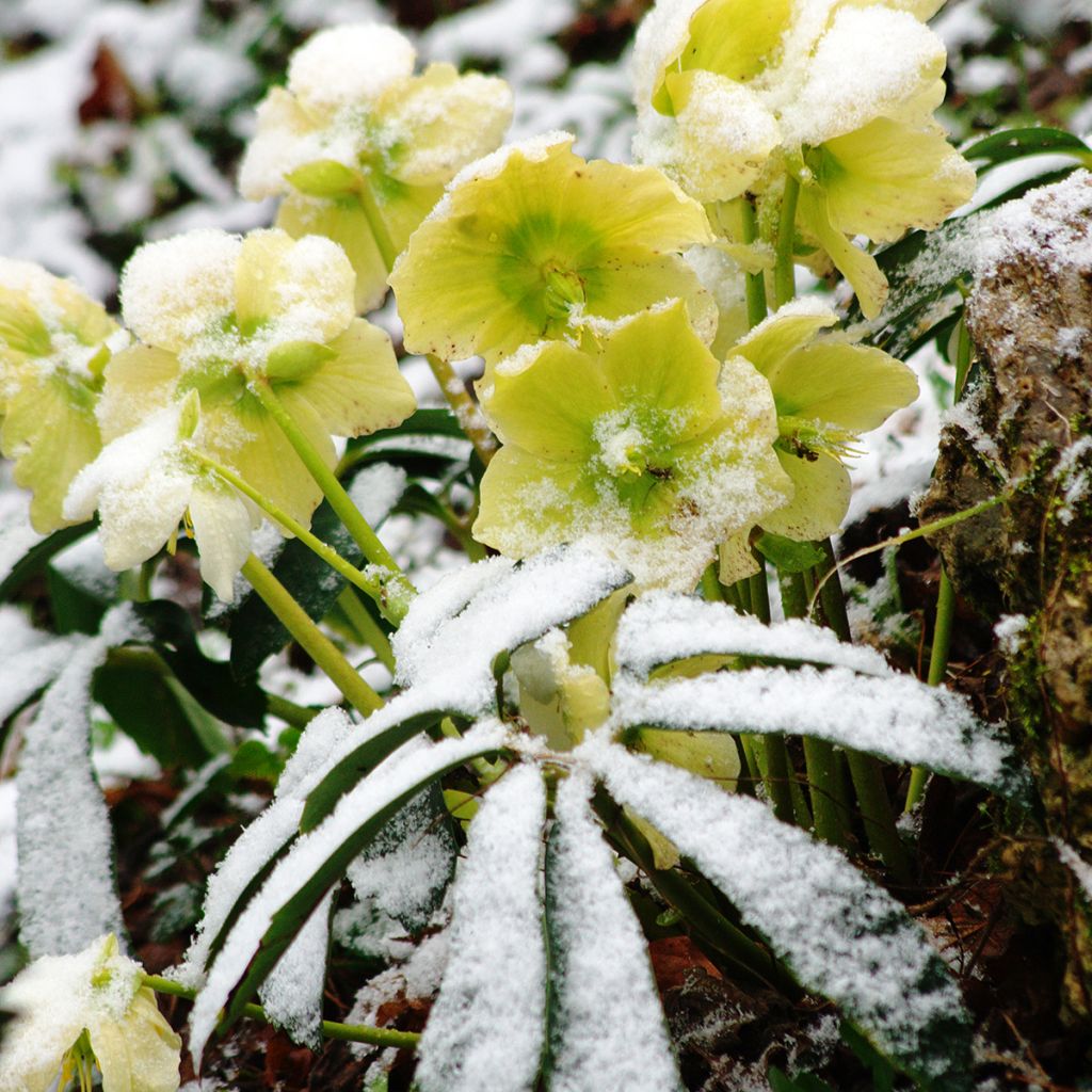 Helleborus niger subsp. macranthus Ssp.macranthus - Schwarze Nieswurz