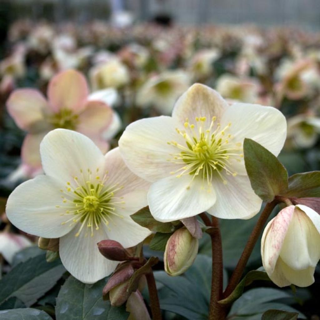 Helleborus nigercors Candy Love