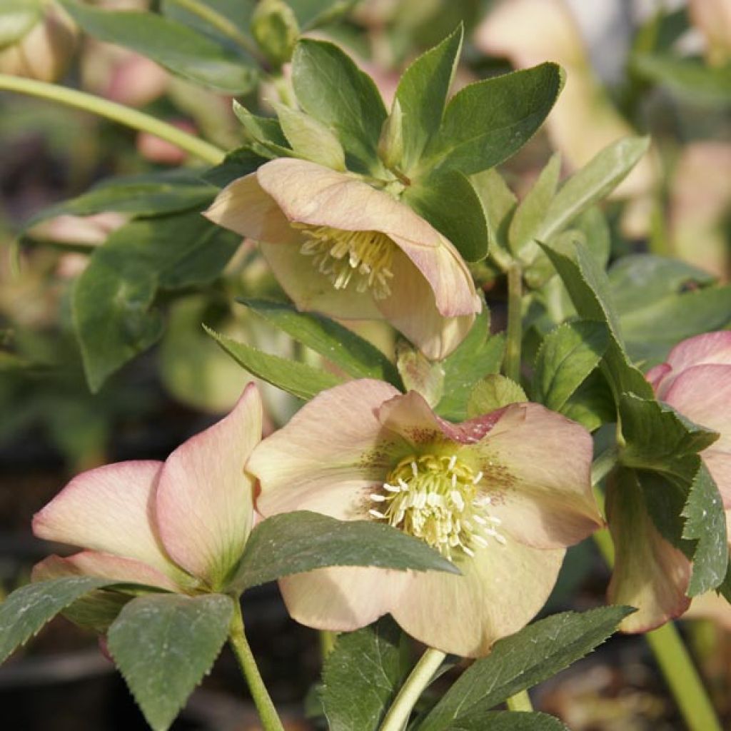 Helleborus nigercors Candy Love