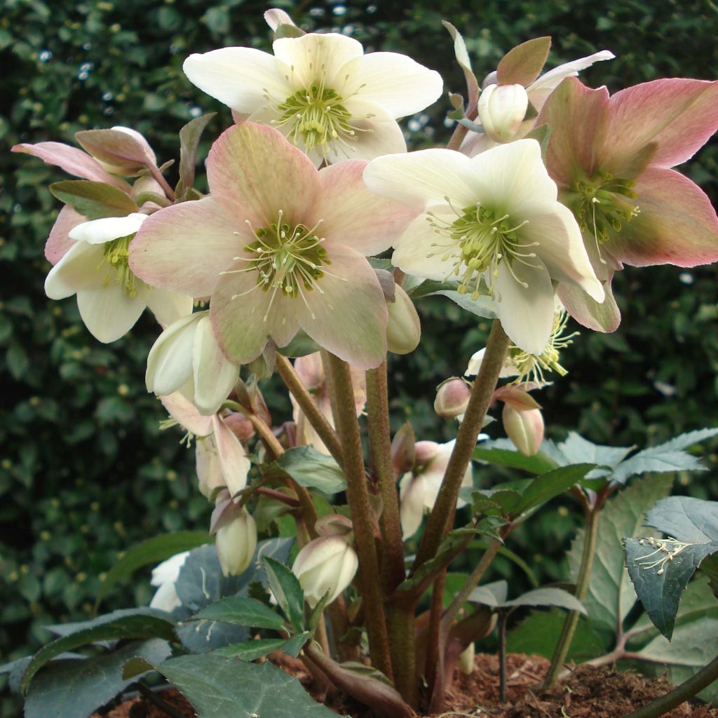 Helleborus nigercors Emma