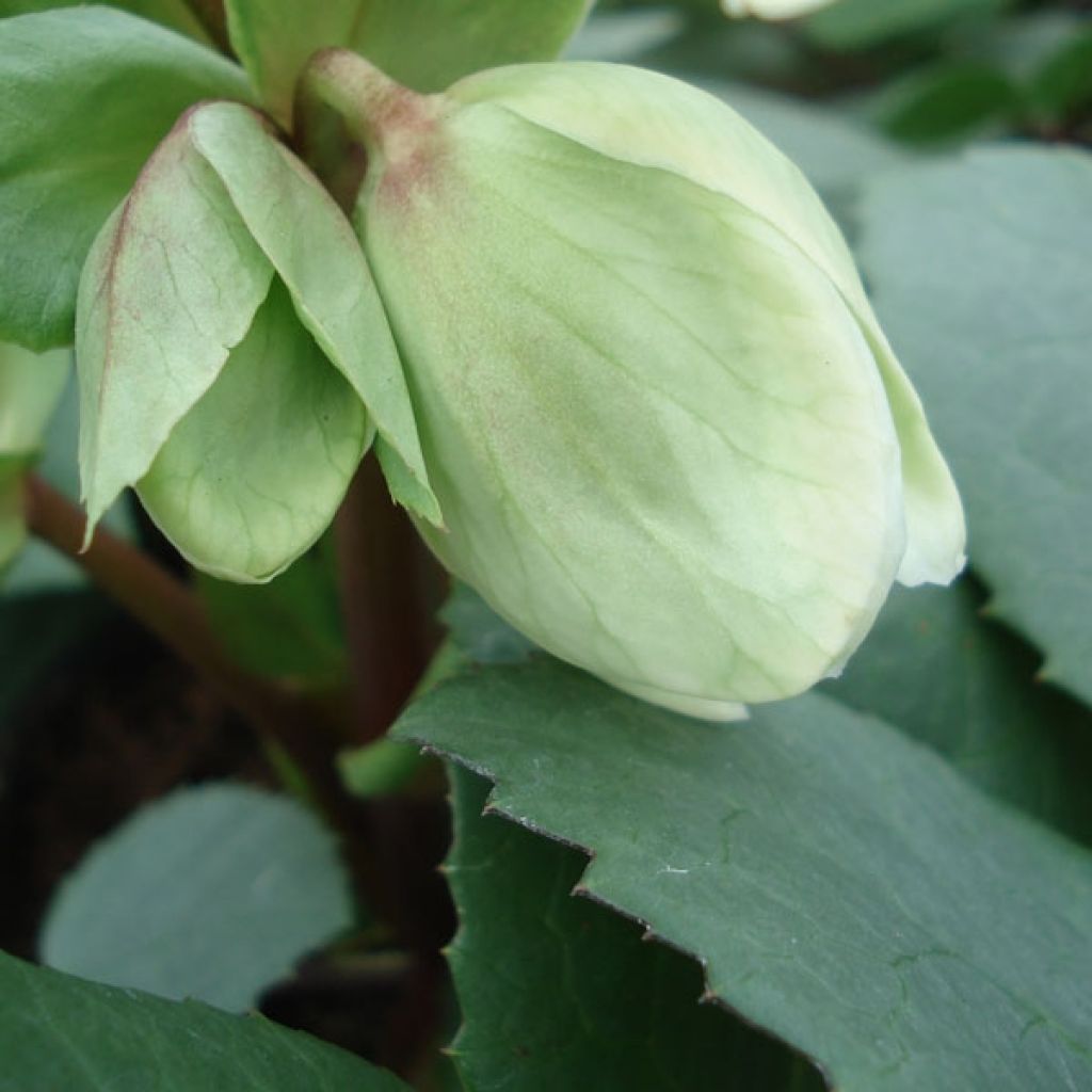 Hellebore nigercors blanc