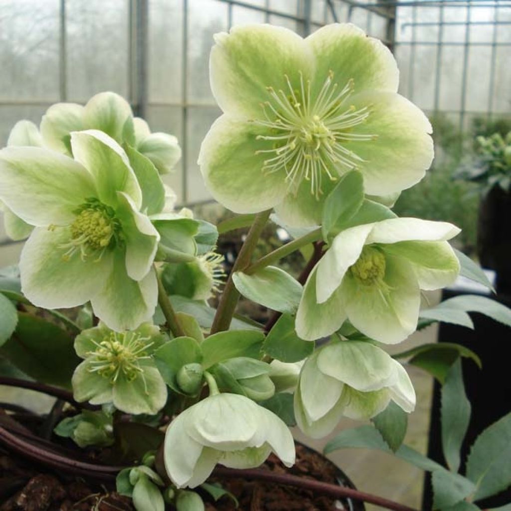 Hellebore nigercors blanc